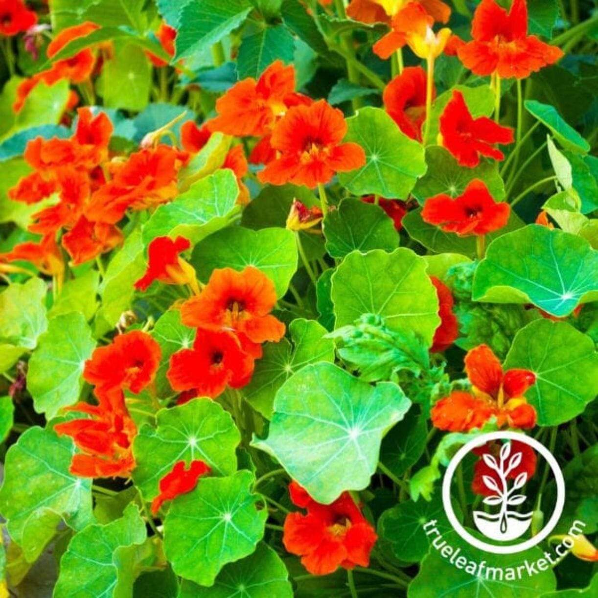 Empress Of India Nasturtium