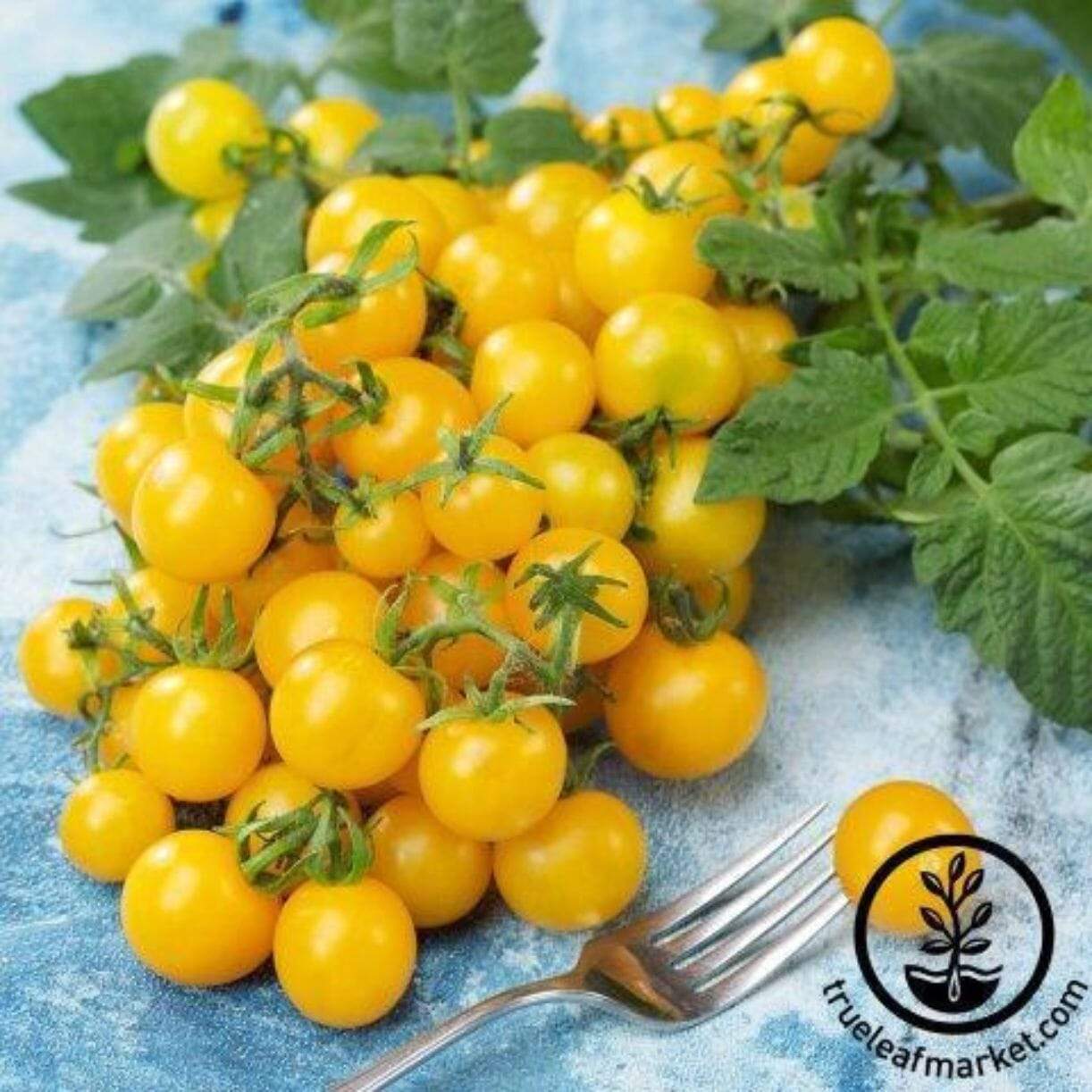 Lemon Drop Improved Tomato