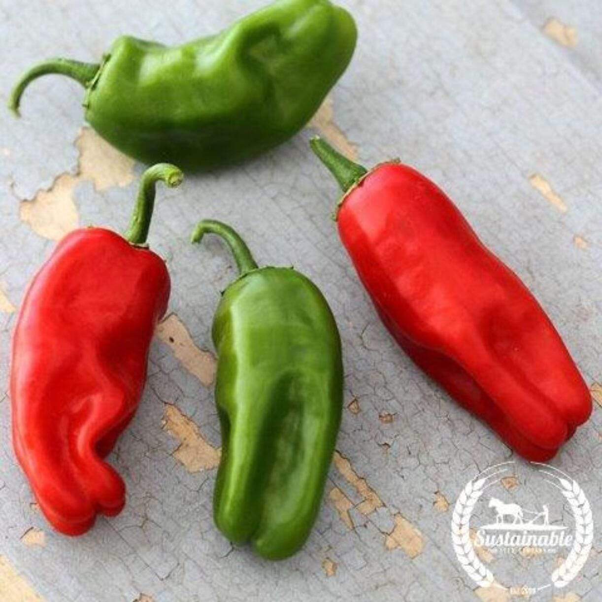 Pimiento De Padron Pepper