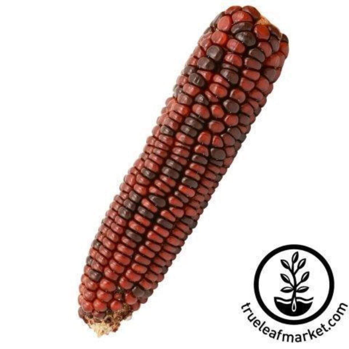 Bloody Butcher Corn