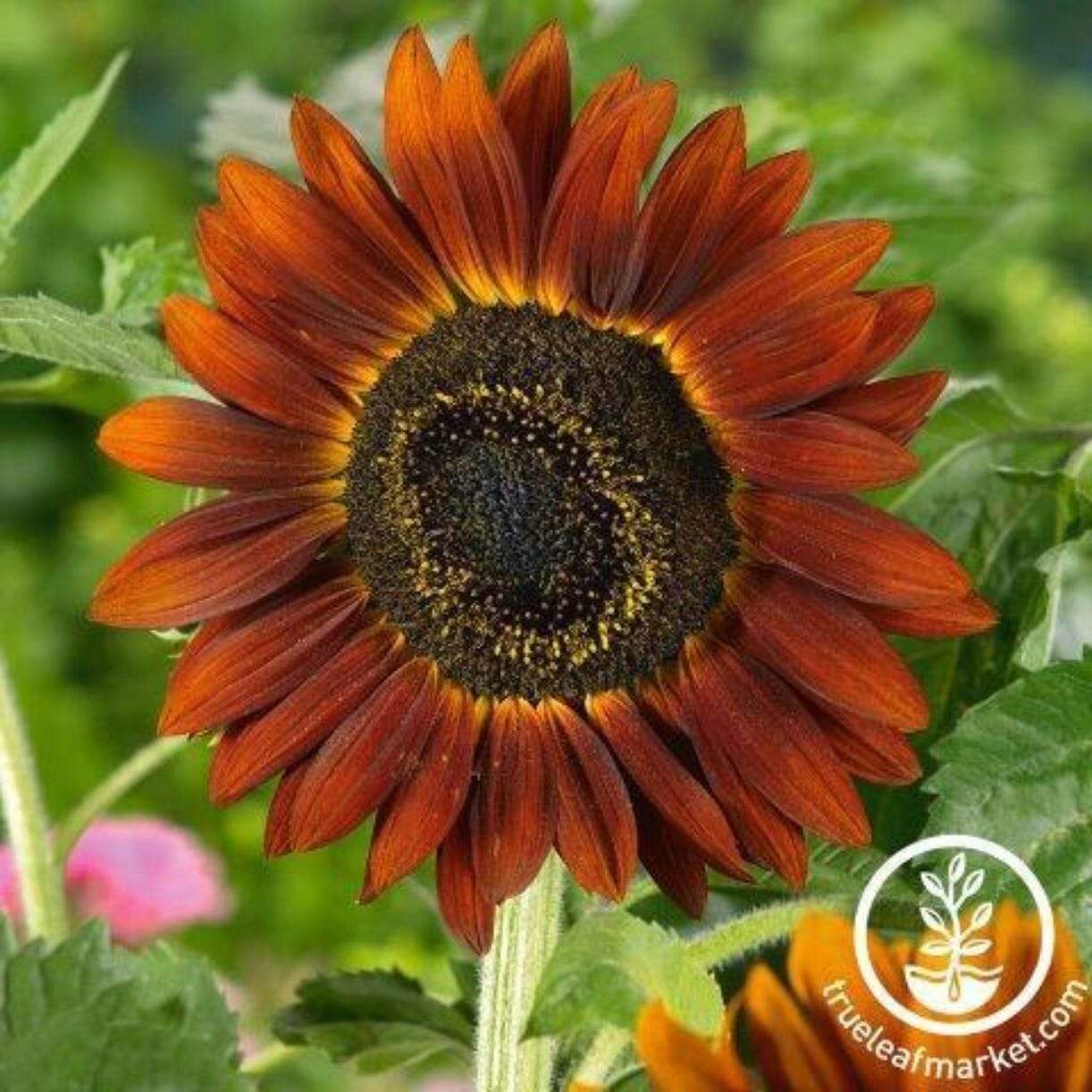 Evening Sun Sunflower