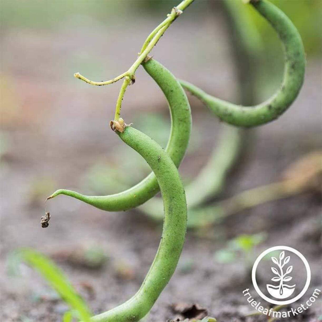 Black Valentine Bean