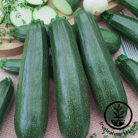 Emperor's Jade Squash