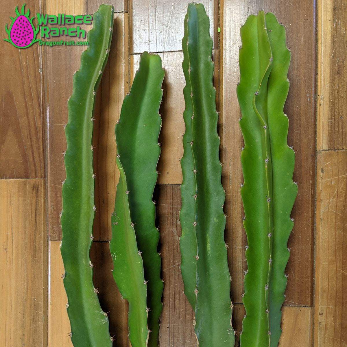 Robles Red Dragonfruit (3)