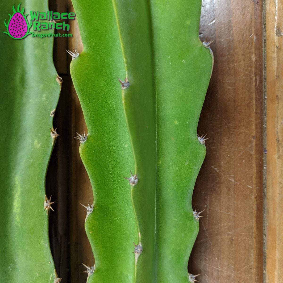 Robles Red Dragonfruit (4)