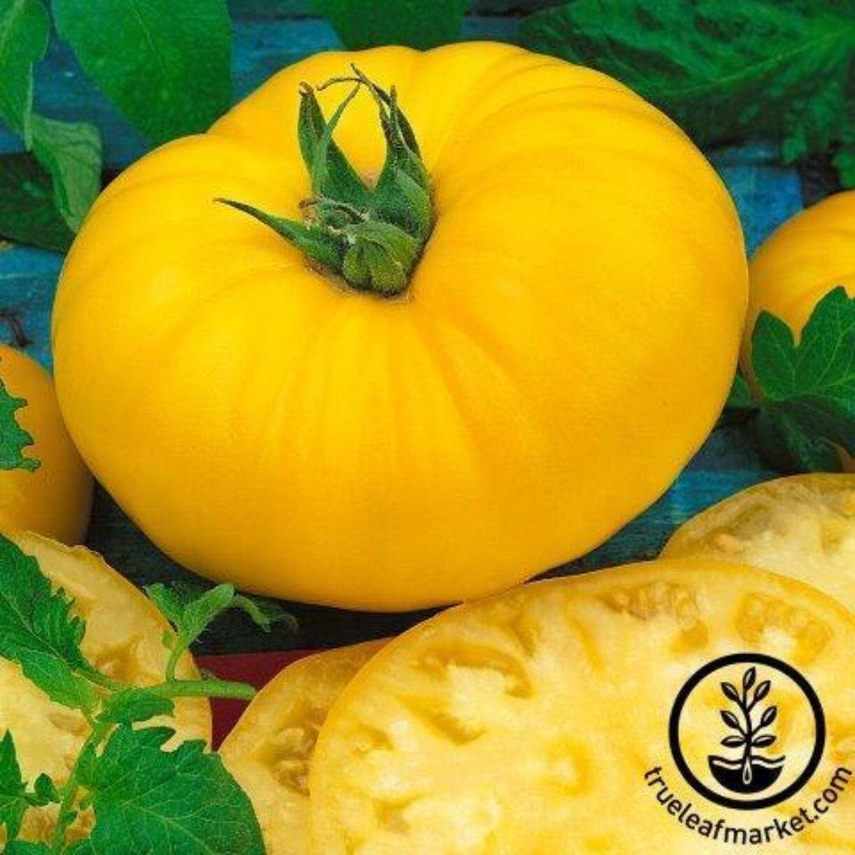 Giant Belgium Yellow Tomato