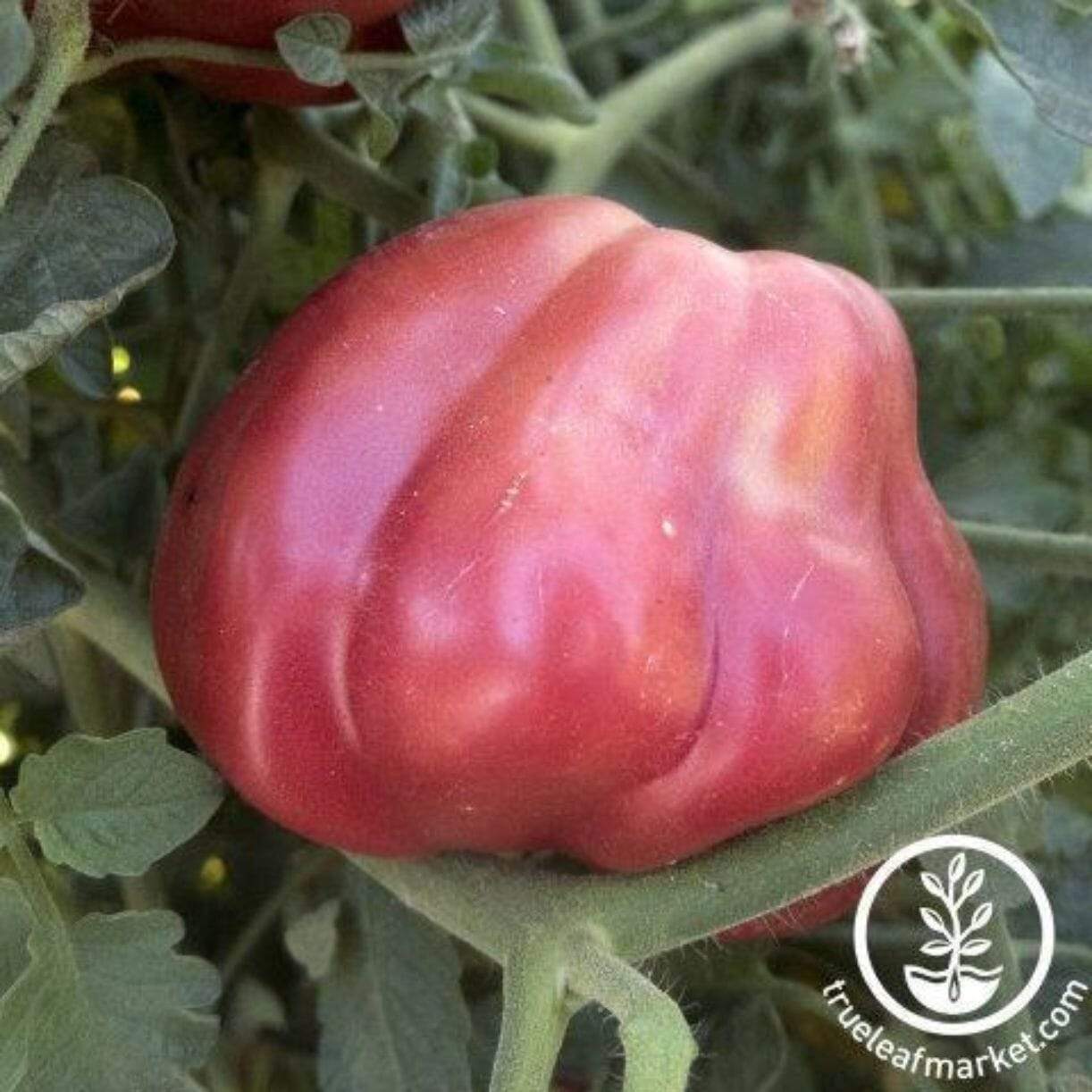 Oaxacan Pink Tomato