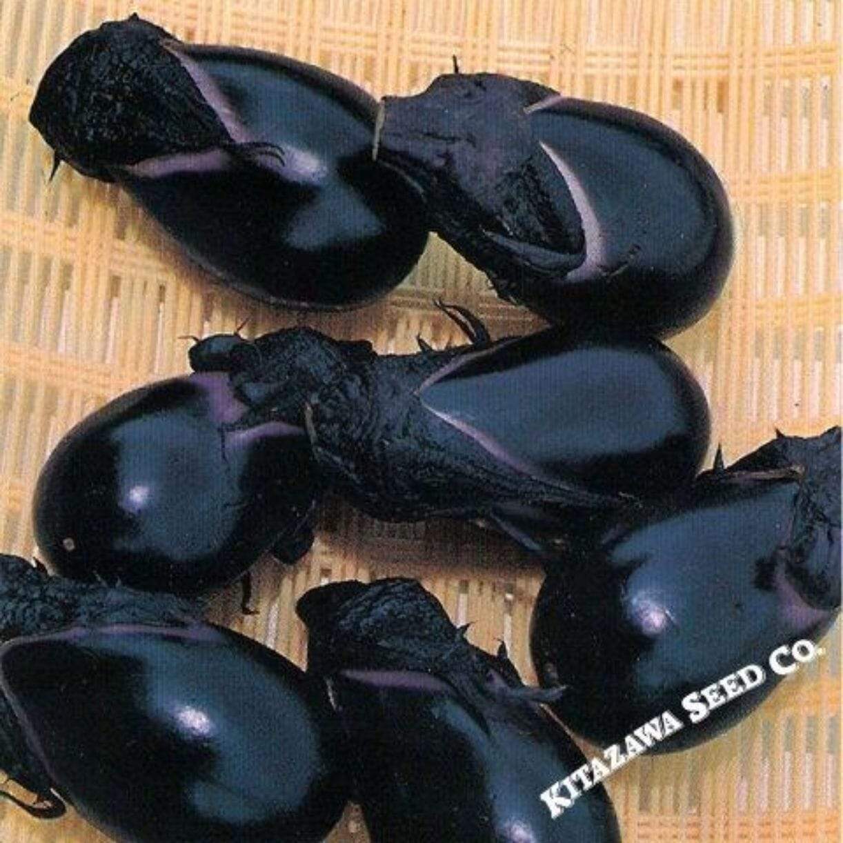 Konasu Eggplant