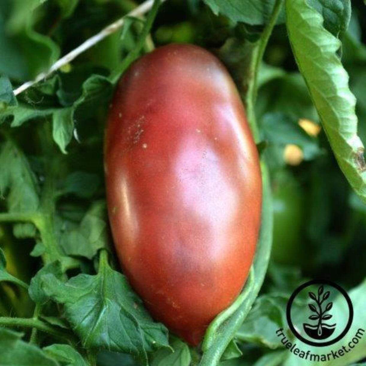 Ukrainian Purple Tomato