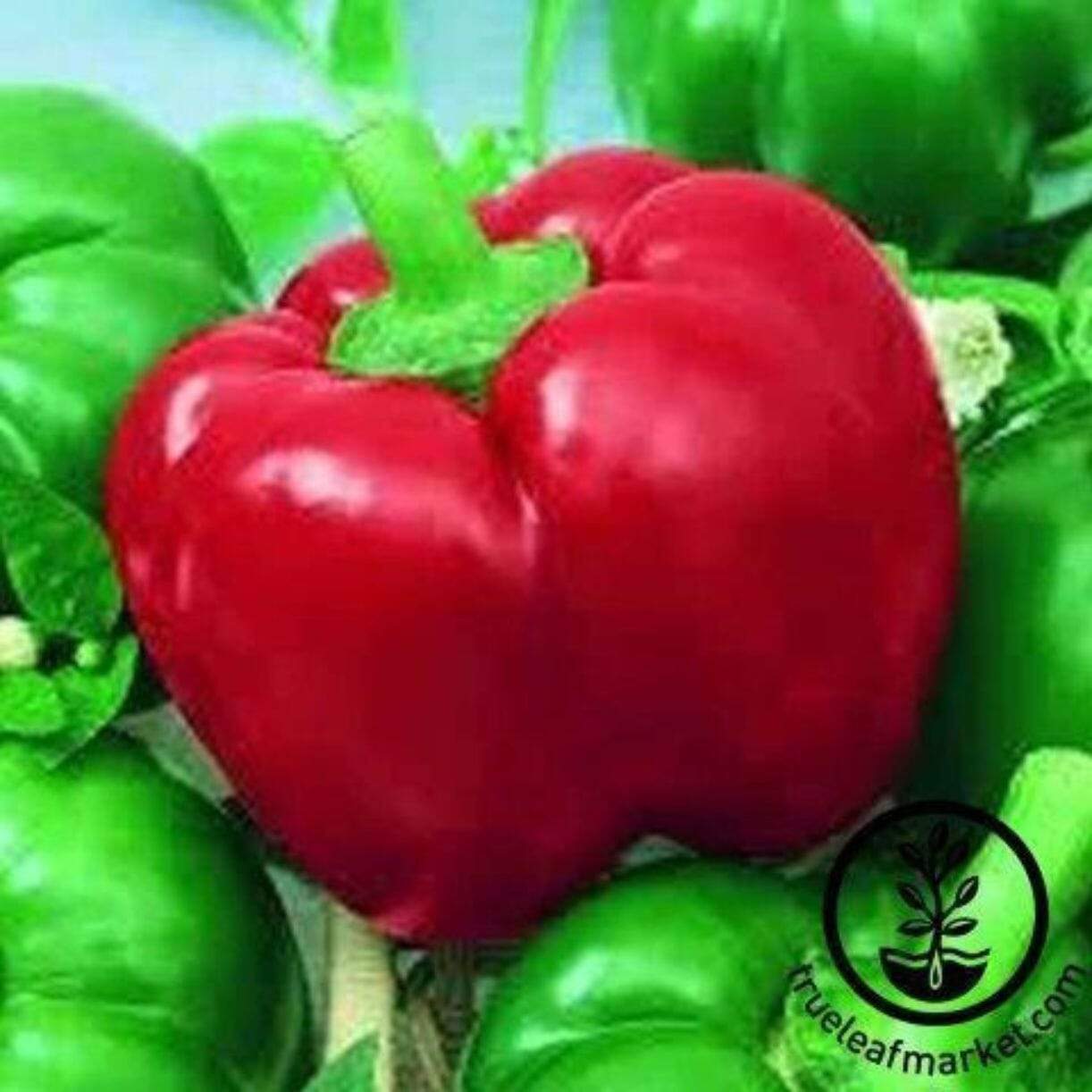Mexibell Pepper