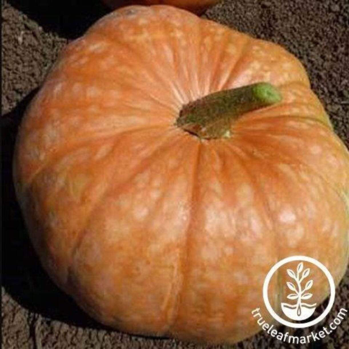 Amish Pie Squash