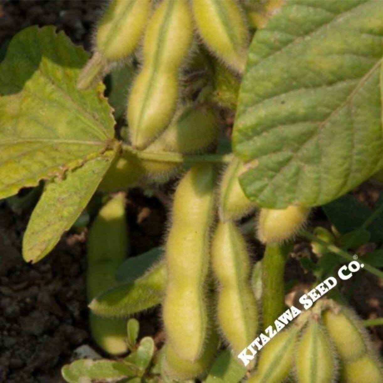 Tohya Soybean