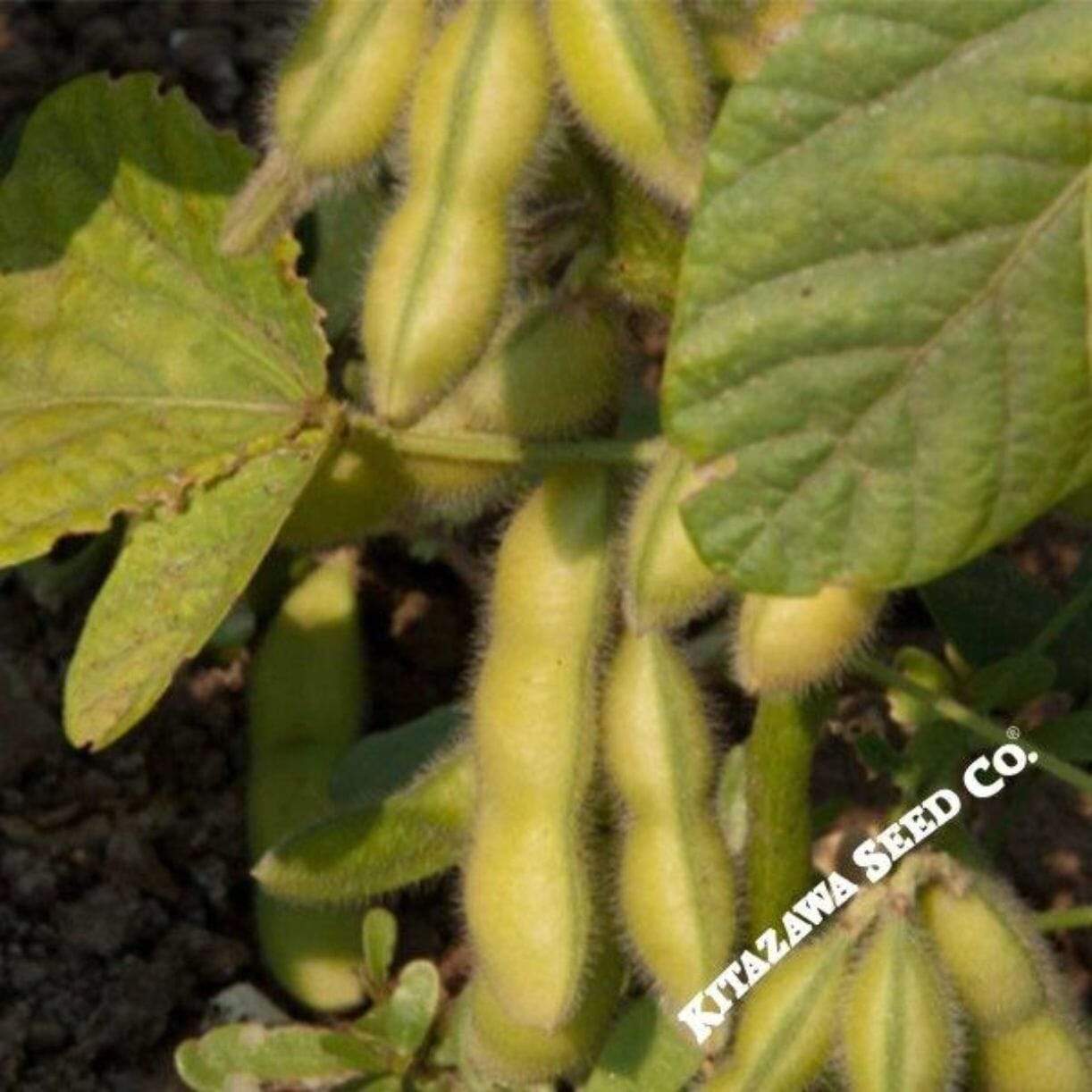 Tohya Soybean