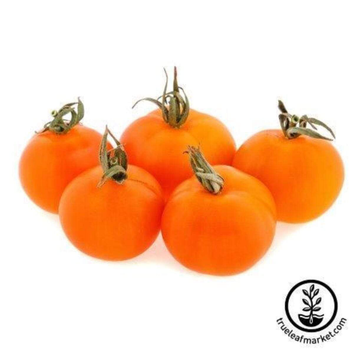 Cherry Orange Tomato
