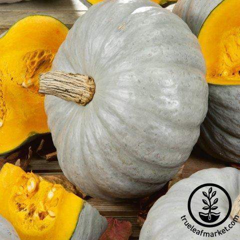 Sweet Keeper Squash