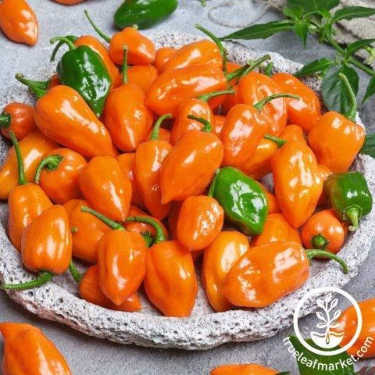 Cienfuegos Orange Pepper