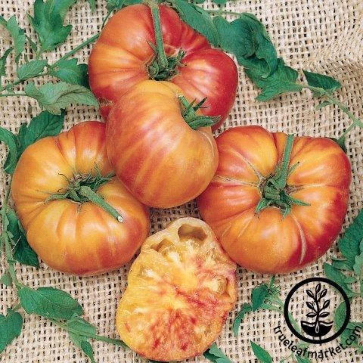 Oaxacan Jewel Tomato