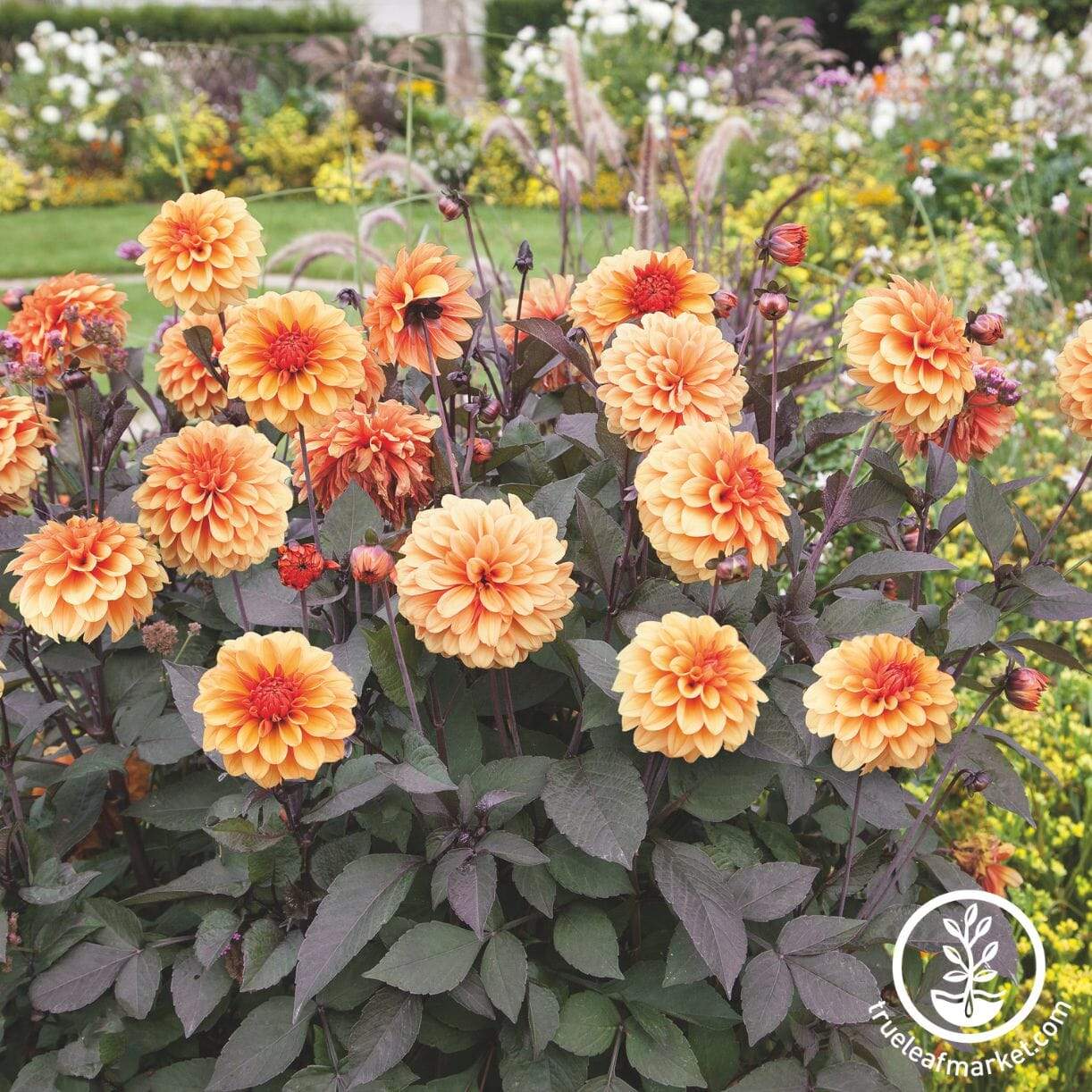 David Howard Dahlia
