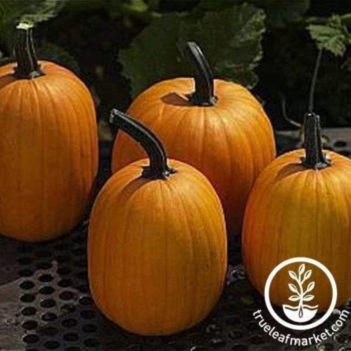 Harvest Jack Pumpkin