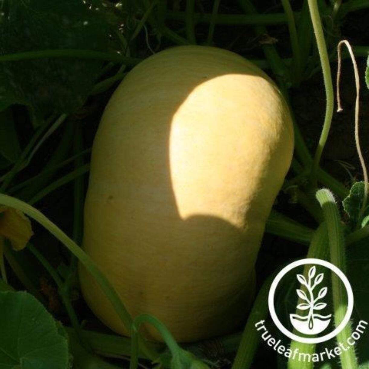 Yellow Paris Pumpkin