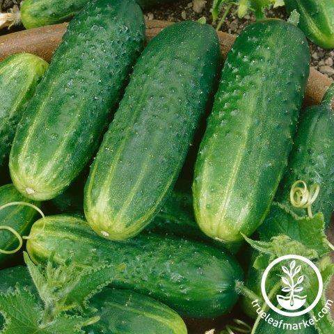 County Fair Improved Cucumber