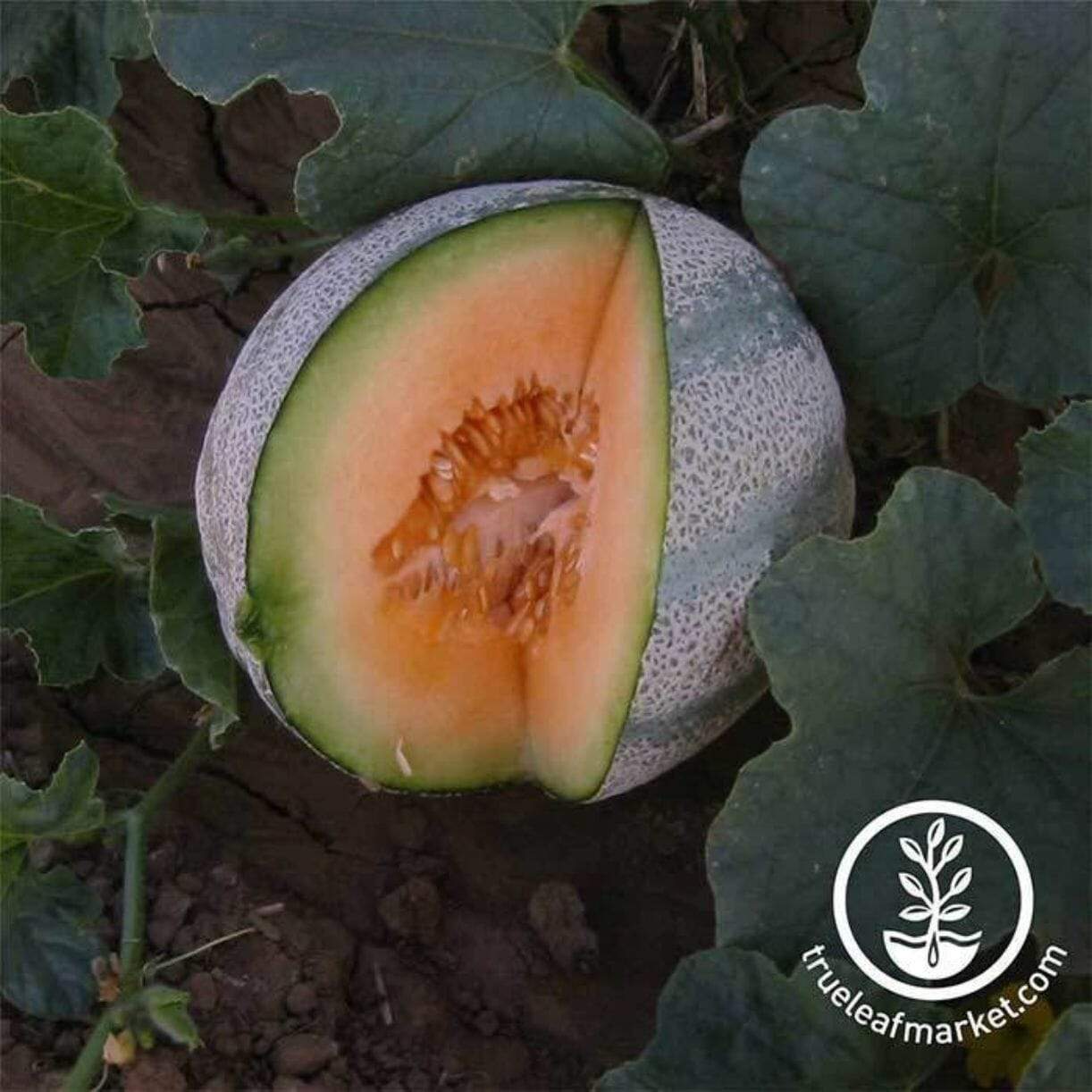 Planters Jumbo Melon