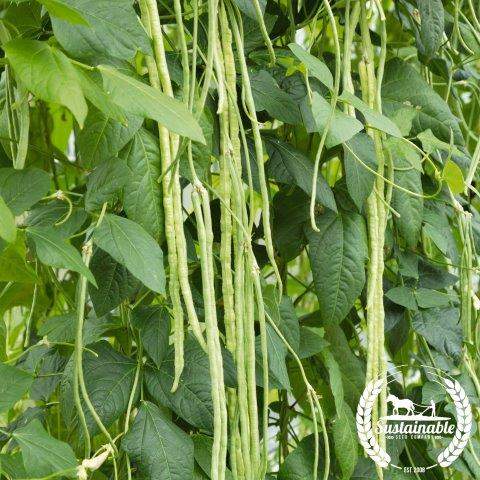 Green Podded Yard Long Bean