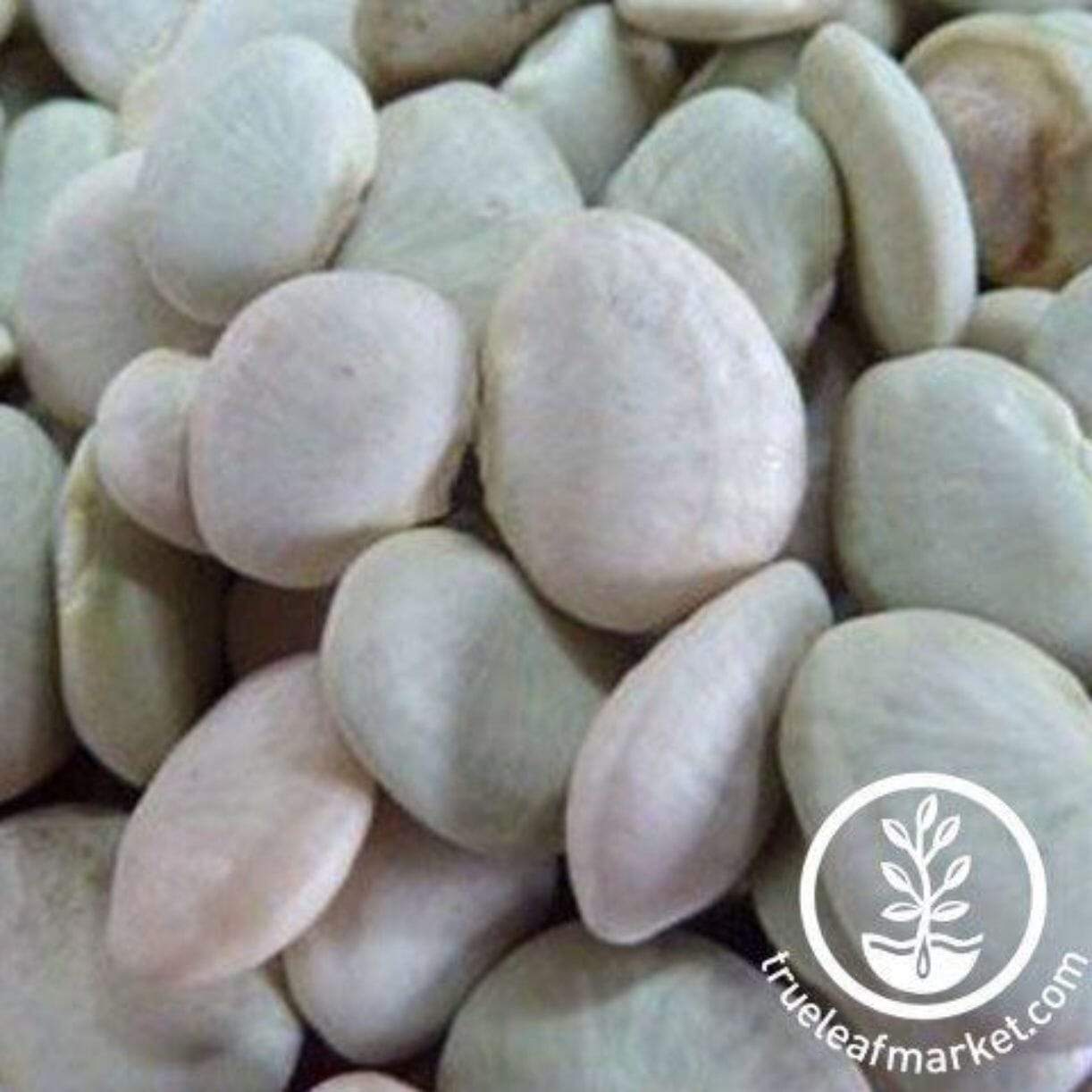 Early Thorogreen Lima Bean