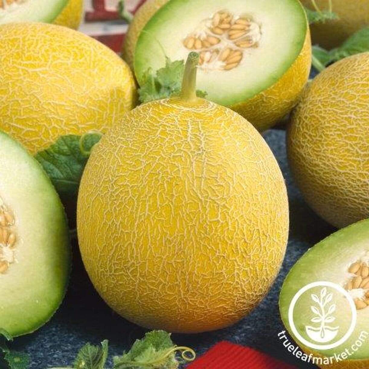 Glamorous Melon