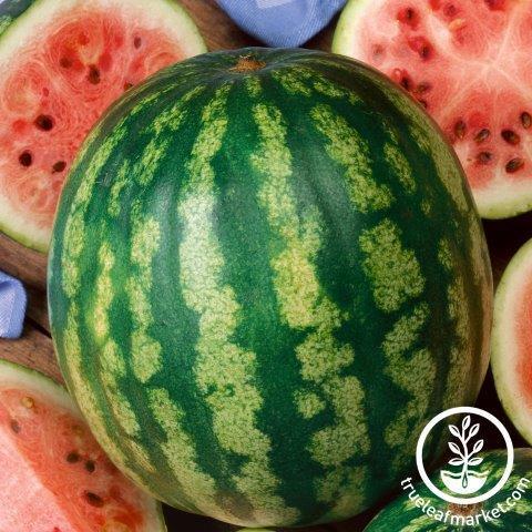 Early Crimson Treat Watermelon