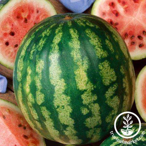 Early Crimson Treat Watermelon