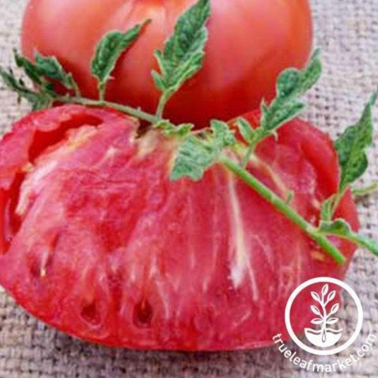 Marianna's Peace Tomato