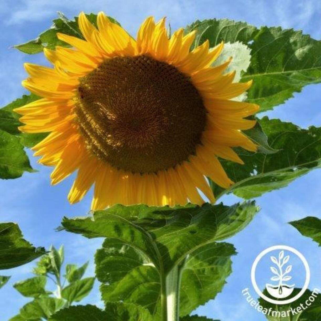 Starburst Sunflower