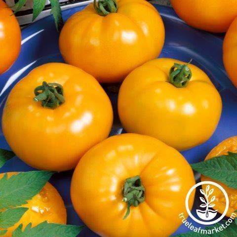 Containers Choice Yellow Tomato