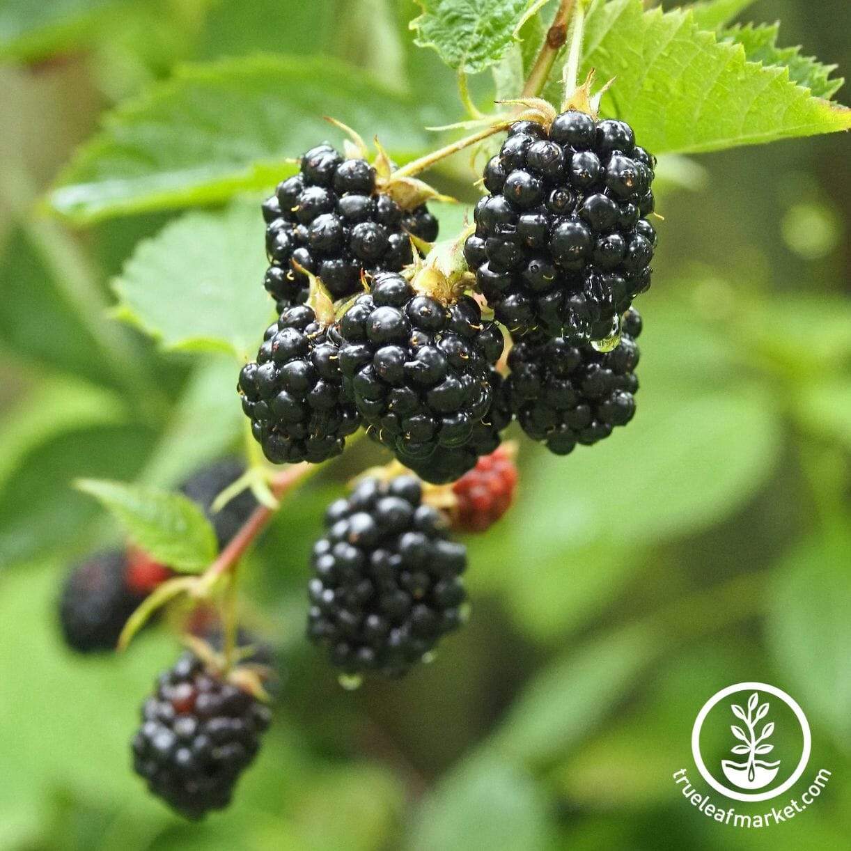 Chester Blackberry