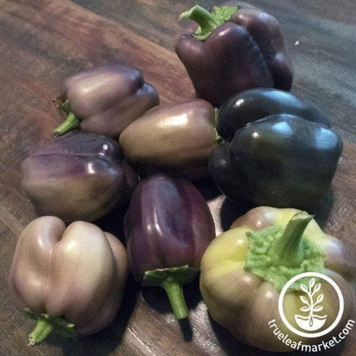 Pinot Noir Pepper