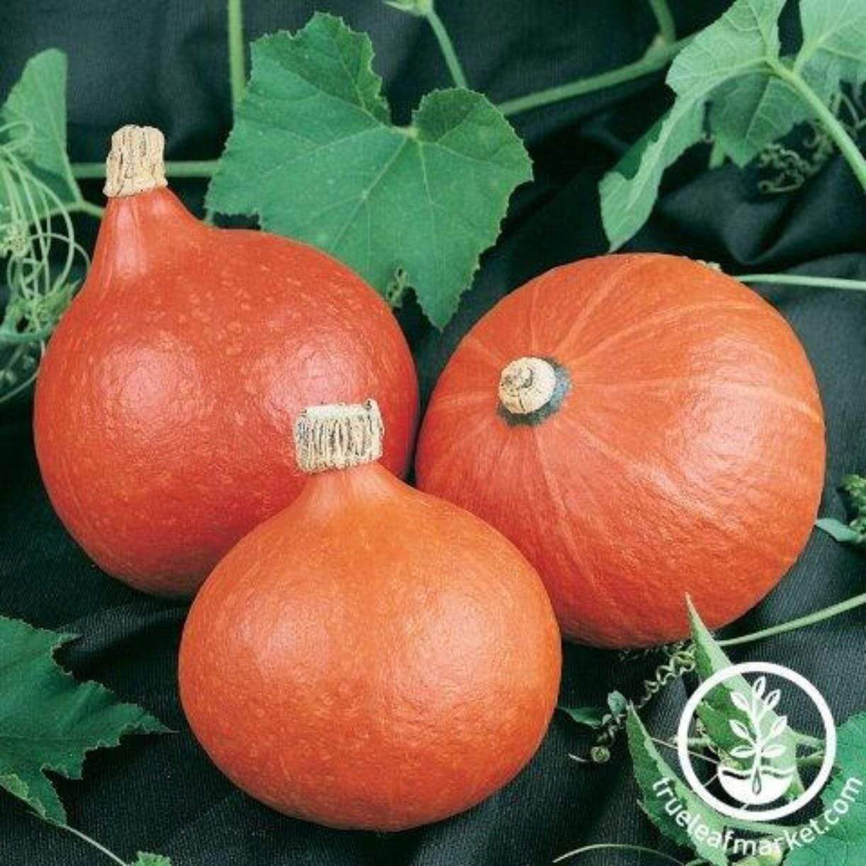 Orange Magic Squash