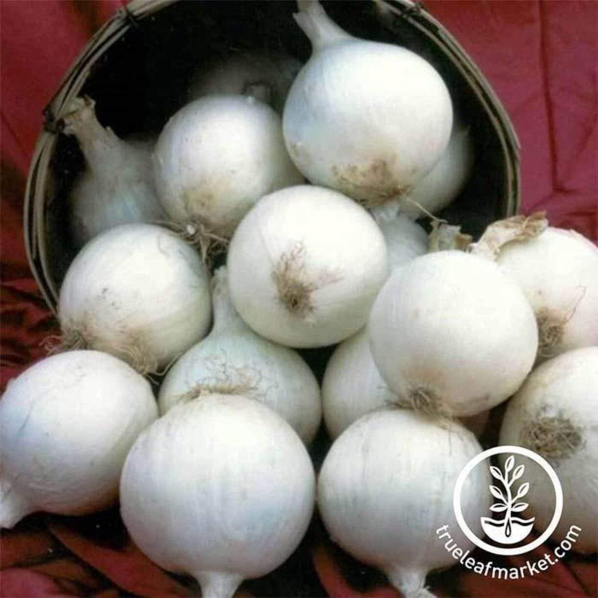 White Sweet Spanish Onion