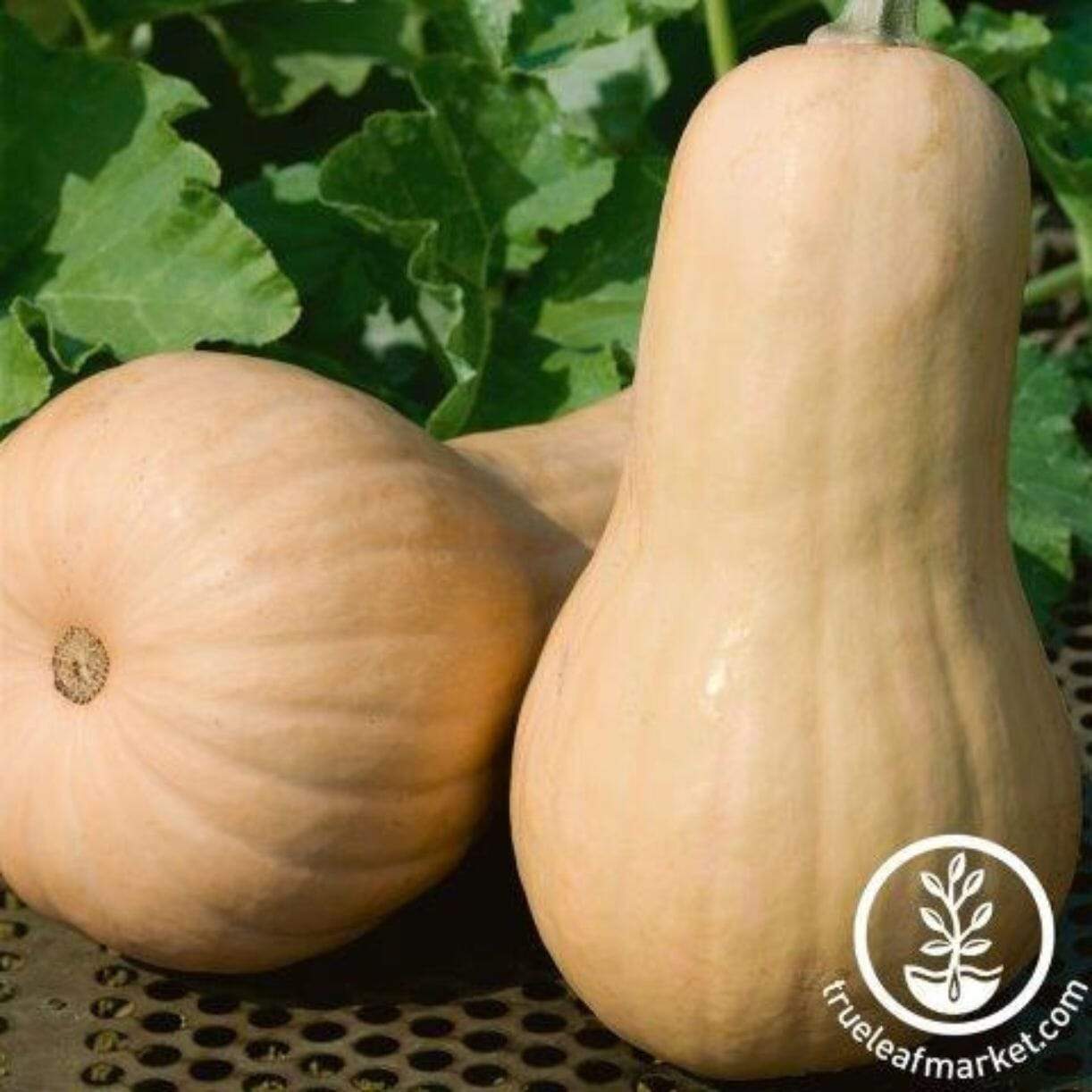 Big Chief Squash