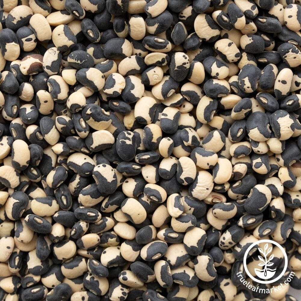Phenomenal (Cowpeas) Bean