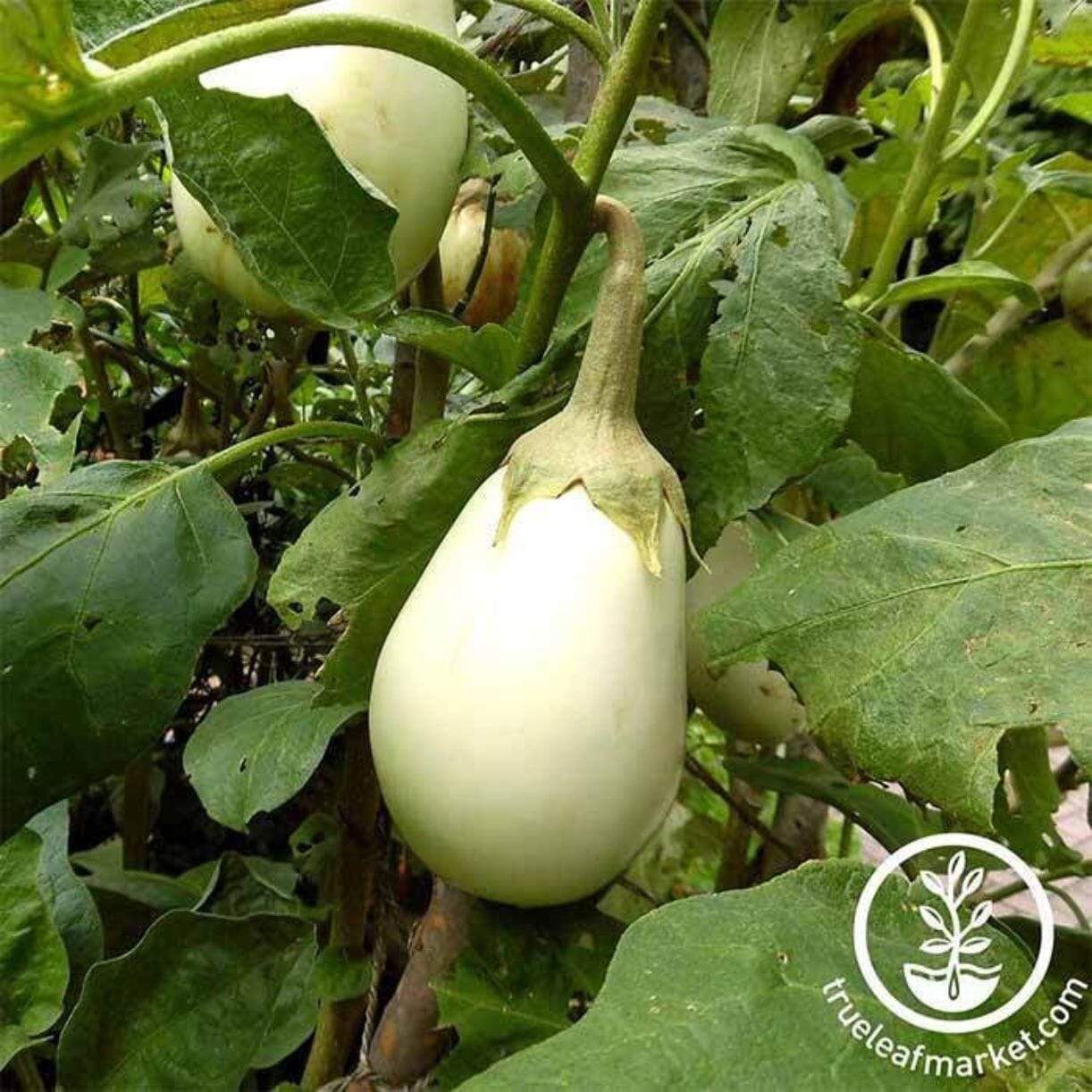 Gretel Eggplant
