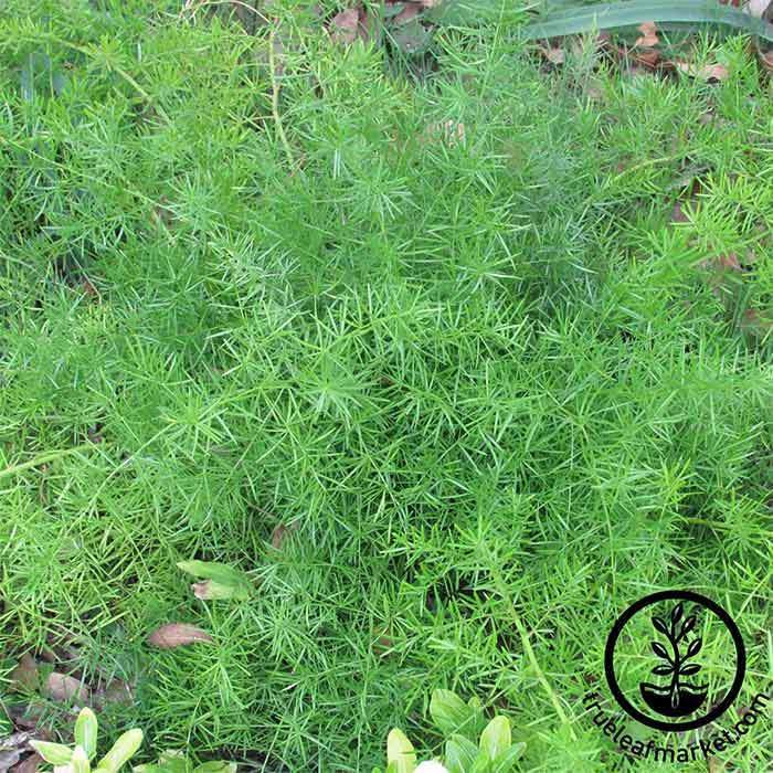 Sprengeri Asparagus Fern
