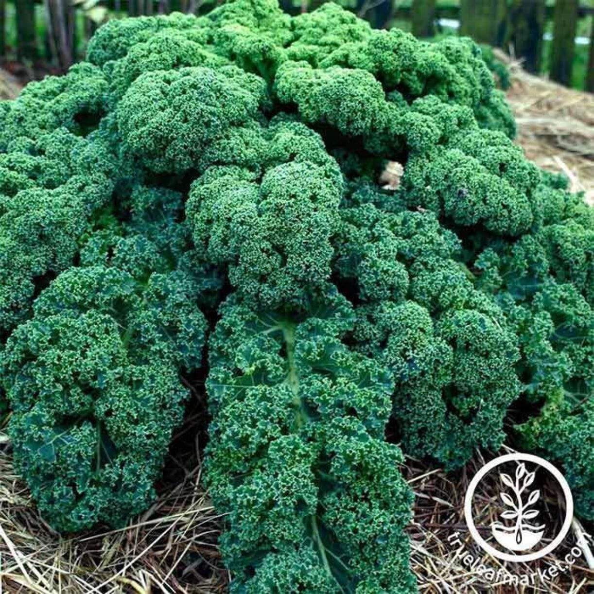 Vates Blue Scotch Curled Kale