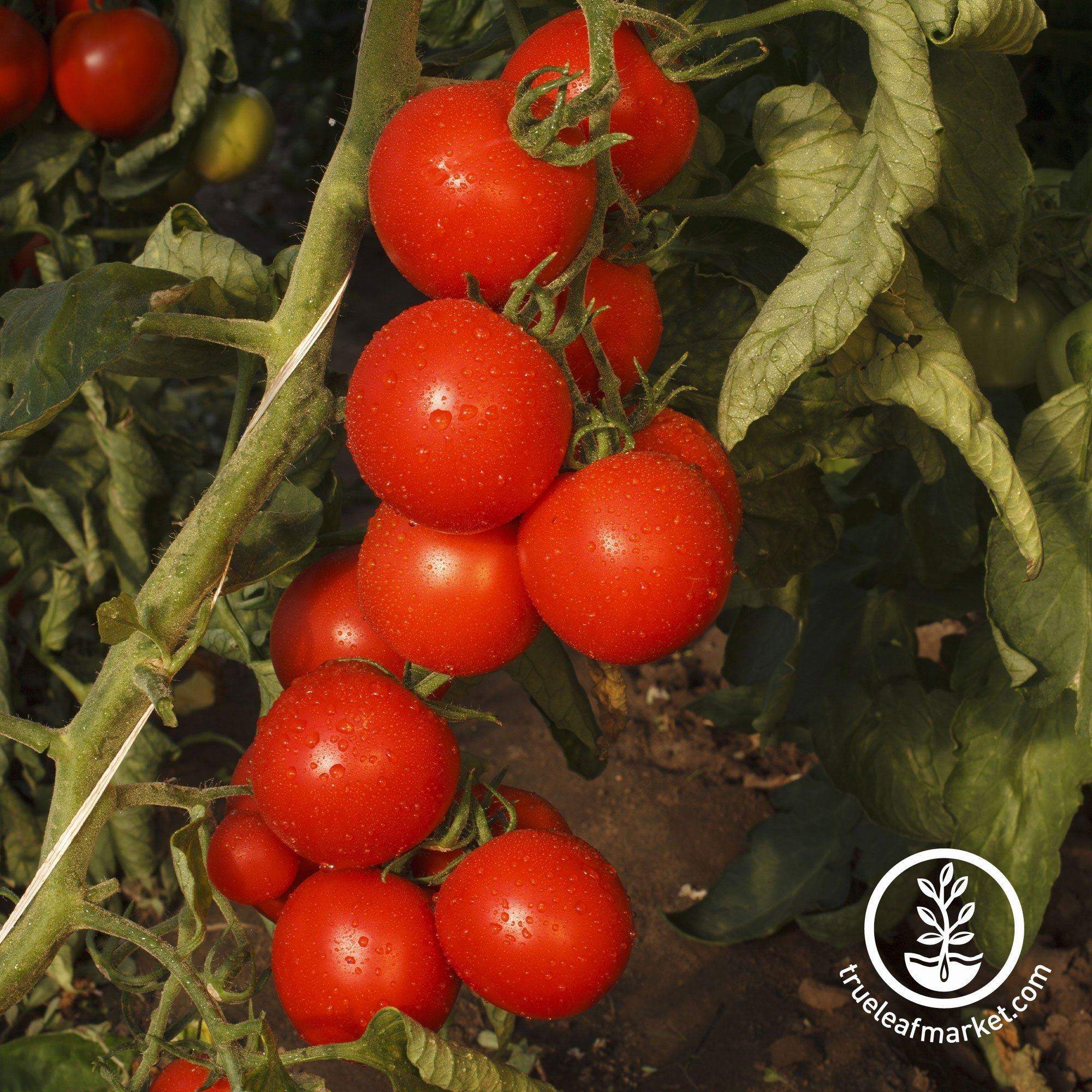 Gardener's Delight Tomato