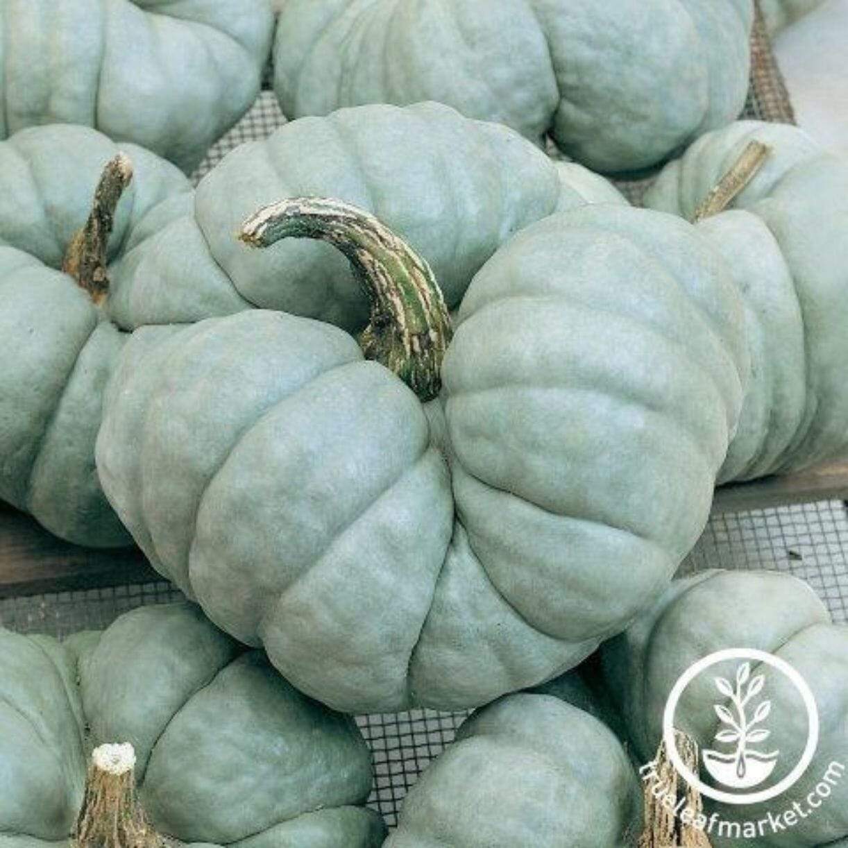 Triamble Squash