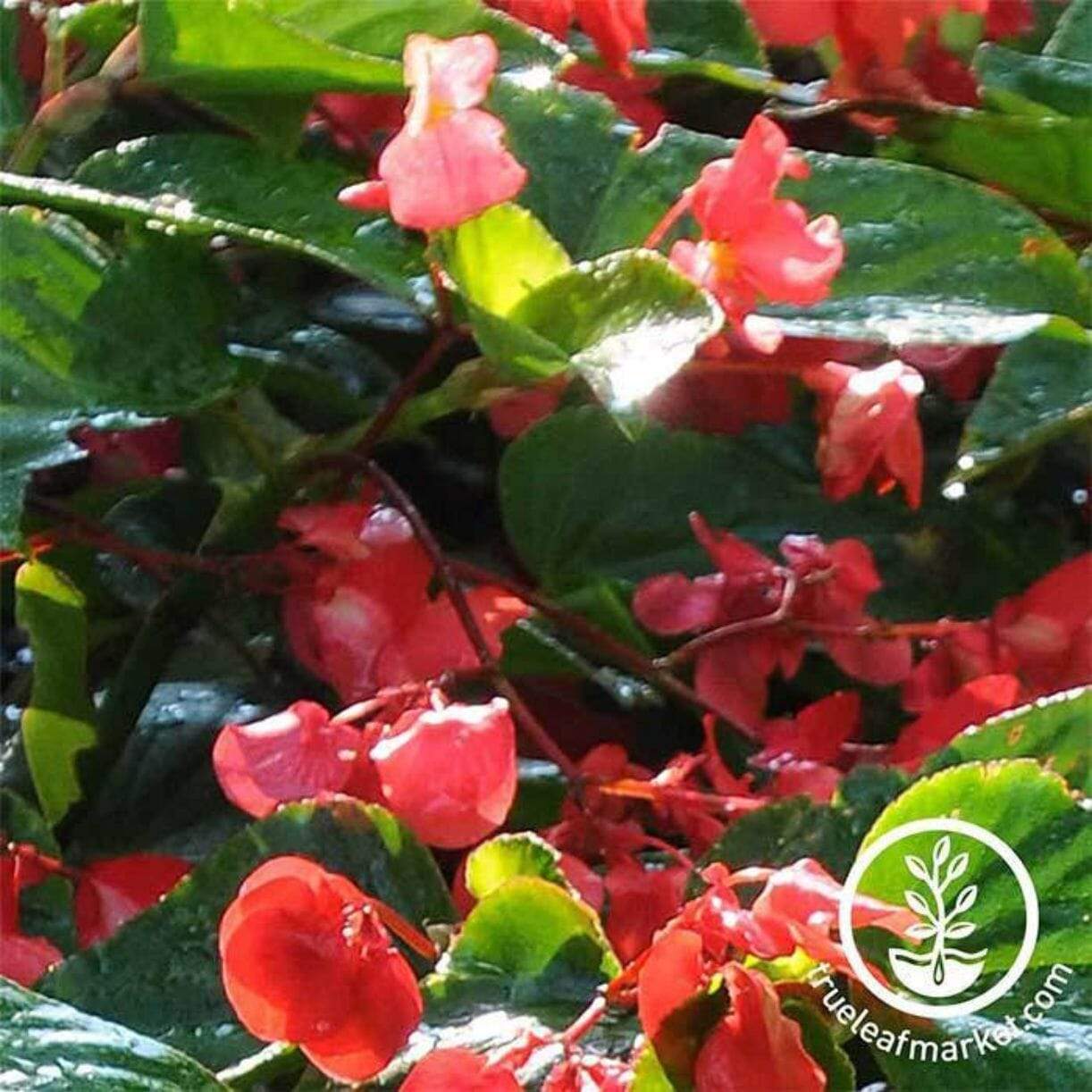 Dragon Wing Red Begonia