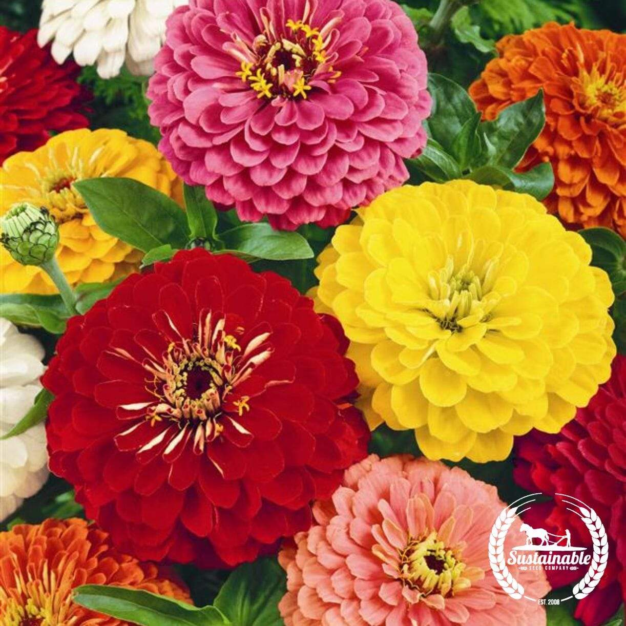 Cut And Come Again Zinnia