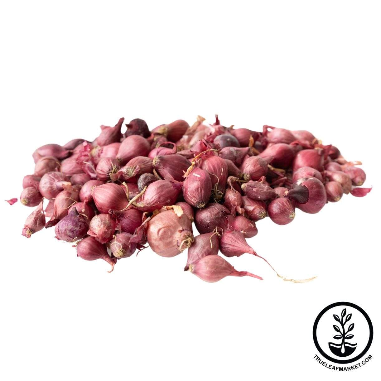 Karmen Red Onion