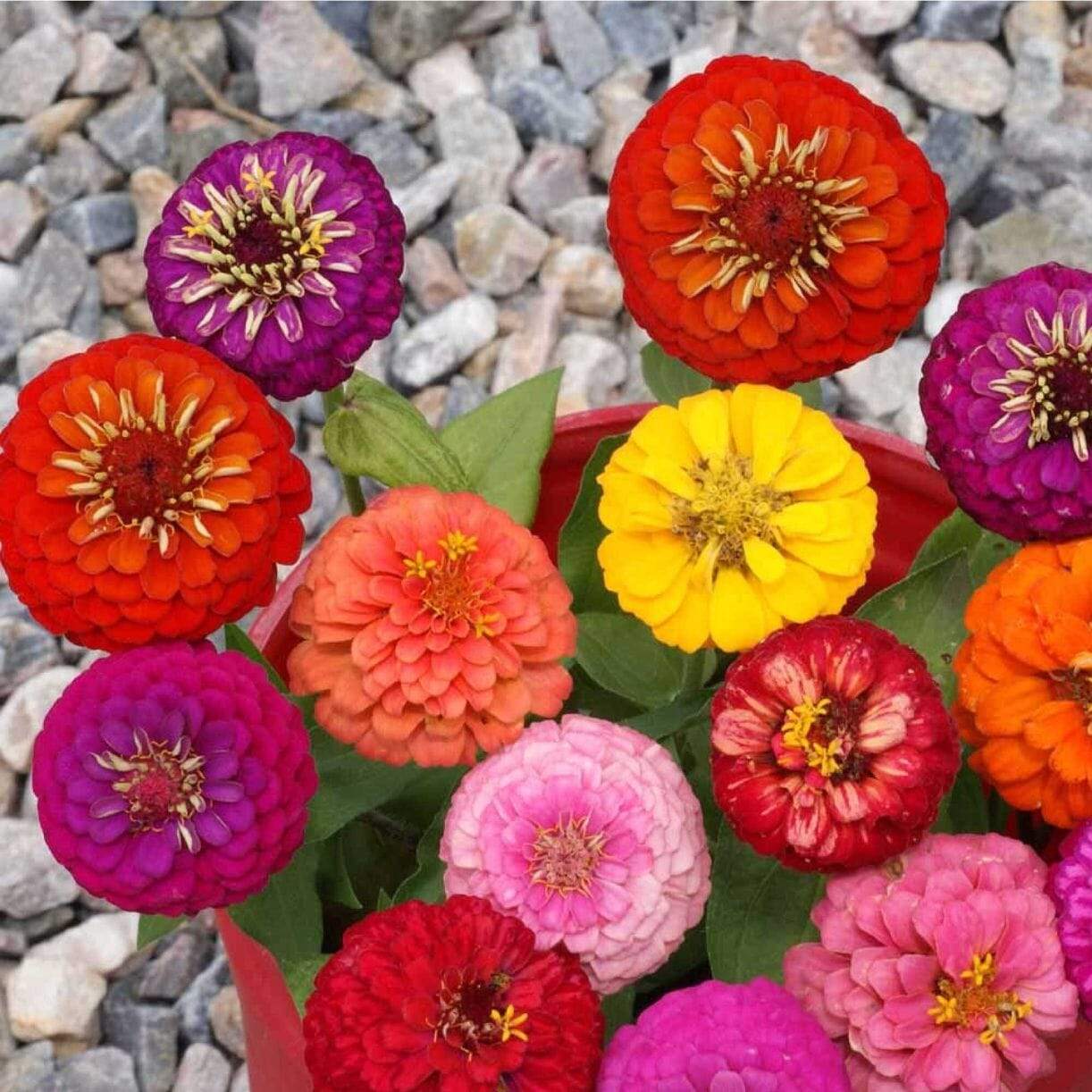 Lilliput Mixture Zinnia