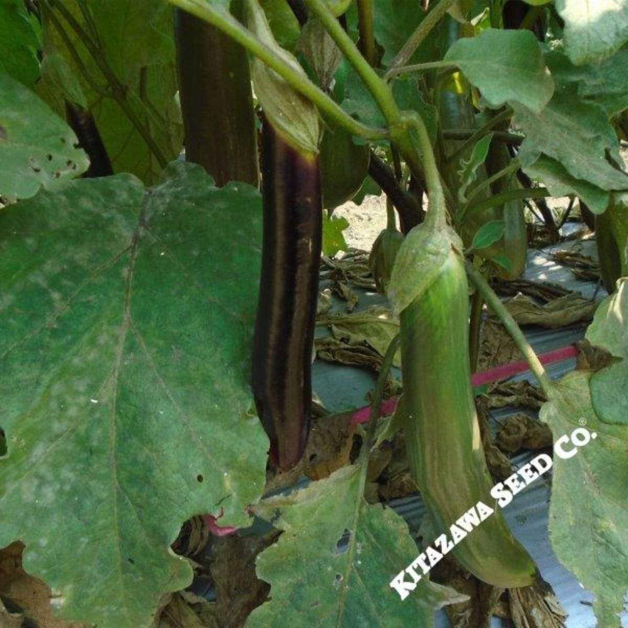 Talong Purple No.1 Eggplant